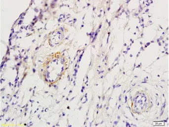 Anti-beta 1 Adrenergic Receptor antibody used in IHC (Paraffin sections) (IHC-P). GTX04321