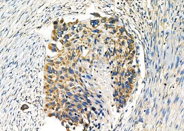 Anti-WNK3 antibody used in IHC (Paraffin sections) (IHC-P). GTX04322