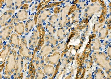 Anti-WNK3 antibody used in IHC (Paraffin sections) (IHC-P). GTX04322