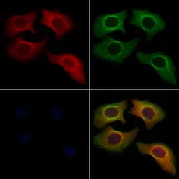 Anti-Coagulation factor III/Tissue Factor antibody used in Immunocytochemistry/ Immunofluorescence (ICC/IF). GTX04323