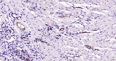 Anti-CD31 antibody used in IHC (Paraffin sections) (IHC-P). GTX04325