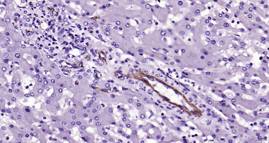 Anti-CD31 antibody used in IHC (Paraffin sections) (IHC-P). GTX04325