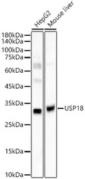 Anti-USP18 antibody used in Western Blot (WB). GTX04331