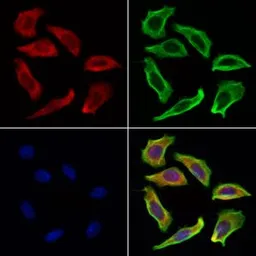 Anti-mTOR antibody used in Immunocytochemistry/ Immunofluorescence (ICC/IF). GTX04334