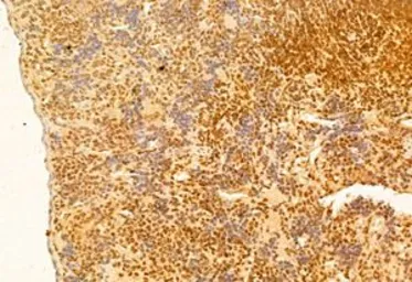 Anti-mTOR antibody used in IHC (Paraffin sections) (IHC-P). GTX04334