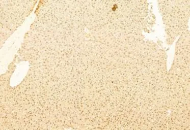 Anti-mTOR antibody used in IHC (Paraffin sections) (IHC-P). GTX04334