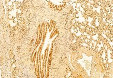 Anti-mTOR antibody used in IHC (Paraffin sections) (IHC-P). GTX04334