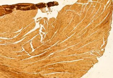 Anti-mTOR antibody used in IHC (Paraffin sections) (IHC-P). GTX04334