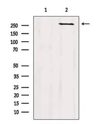 Anti-mTOR antibody used in Western Blot (WB). GTX04334