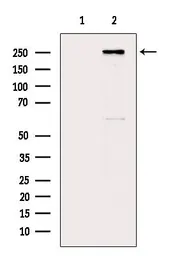 Anti-mTOR antibody used in Western Blot (WB). GTX04334