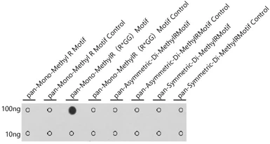 Anti-pan-Mono-MethylR (R*GG) Motif antibody used in Dot blot (Dot). GTX04340