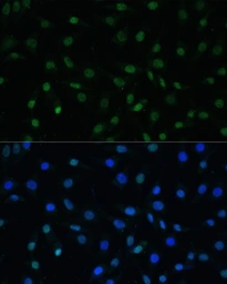 Anti-HSF1 antibody used in Immunocytochemistry/ Immunofluorescence (ICC/IF). GTX04342