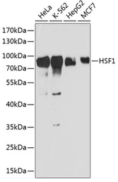 Anti-HSF1 antibody used in Western Blot (WB). GTX04342