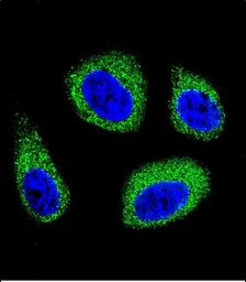 Anti-DHCR7 antibody used in Immunocytochemistry/ Immunofluorescence (ICC/IF). GTX04343
