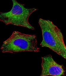 Anti-DHCR7 antibody used in Immunocytochemistry/ Immunofluorescence (ICC/IF). GTX04343