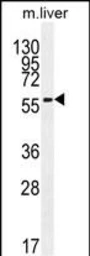 Anti-DHCR7 antibody used in Western Blot (WB). GTX04343