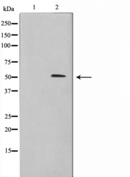 Anti-SHARP1 antibody used in Western Blot (WB). GTX04347