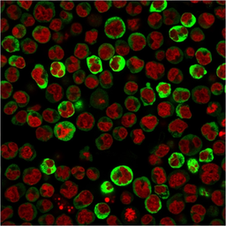 Anti-RPSA antibody [RPSA/2699] used in Immunocytochemistry/ Immunofluorescence (ICC/IF). GTX04349