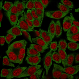 Anti-RPSA antibody [RPSA/2699] used in Immunocytochemistry/ Immunofluorescence (ICC/IF). GTX04349