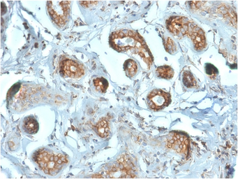 Anti-RPSA antibody [RPSA/2699] used in IHC (Paraffin sections) (IHC-P). GTX04349