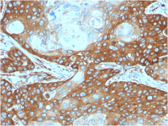 Anti-RPSA antibody [RPSA/2699] used in IHC (Paraffin sections) (IHC-P). GTX04349