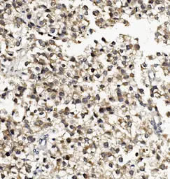 Anti-DNAJA2 antibody used in IHC (Paraffin sections) (IHC-P). GTX04359