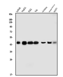 Anti-DNAJA2 antibody used in Western Blot (WB). GTX04359