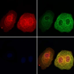 Anti-DNAJA2 antibody used in Immunocytochemistry/ Immunofluorescence (ICC/IF). GTX04360