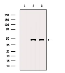Anti-DNAJA2 antibody used in Western Blot (WB). GTX04360