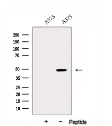 Anti-DNAJA2 antibody used in Western Blot (WB). GTX04360