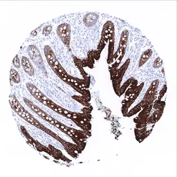 Anti-Cytokeratin 19 antibody [MSVA-119M] HistoMAX&trade; used in IHC (Paraffin sections) (IHC-P). GTX04378