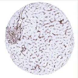 Anti-CD31 antibody [MSVA-031M] HistoMAX&trade; used in IHC (Paraffin sections) (IHC-P). GTX04395