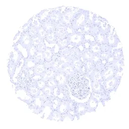 Anti-Parathyroid Hormone antibody [MSVA-525R] HistoMAX&trade; used in IHC (Paraffin sections) (IHC-P). GTX04405