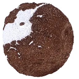 Anti-Cytokeratin 15 antibody [MSVA-615M] HistoMAX&trade; used in IHC (Paraffin sections) (IHC-P). GTX04411