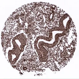 Anti-Vimentin antibody [MSVA-458R] HistoMAX&trade; used in IHC (Paraffin sections) (IHC-P). GTX04418