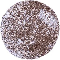 Anti-CD5 antibody [MSVA-005R] HistoMAX&trade; used in IHC (Paraffin sections) (IHC-P). GTX04427