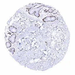 Anti-Caldesmon antibody [MSVA-538R] HistoMAX&trade; used in IHC (Paraffin sections) (IHC-P). GTX04451