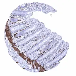 Anti-Caldesmon antibody [MSVA-538R] HistoMAX&trade; used in IHC (Paraffin sections) (IHC-P). GTX04451