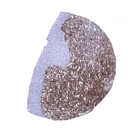 Anti-Decorin antibody [MSVA-537R] HistoMAX&trade; used in IHC (Paraffin sections) (IHC-P). GTX04463