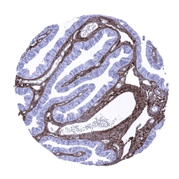 Anti-Decorin antibody [MSVA-537R] HistoMAX&trade; used in IHC (Paraffin sections) (IHC-P). GTX04463