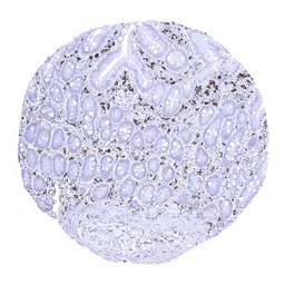 Anti-Iba1 antibody [MSVA-955M] HistoMAX&trade; used in IHC (Paraffin sections) (IHC-P). GTX04465