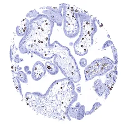 Anti-Iba1 antibody [MSVA-955M] HistoMAX&trade; used in IHC (Paraffin sections) (IHC-P). GTX04465