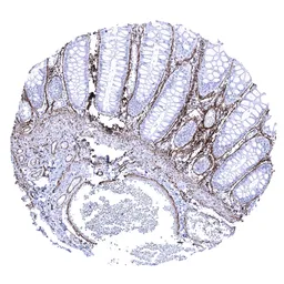 Anti-Elastin antibody [MSVA-648R] HistoMAX&trade; used in IHC (Paraffin sections) (IHC-P). GTX04466
