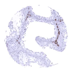 Anti-StAR antibody [MSVA-740R] HistoMAX&trade; used in IHC (Paraffin sections) (IHC-P). GTX04483