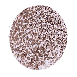 Anti-StAR antibody [MSVA-740R] HistoMAX&trade; used in IHC (Paraffin sections) (IHC-P). GTX04483
