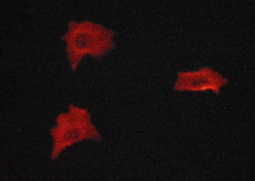 Anti-Vimentin antibody used in Immunocytochemistry/ Immunofluorescence (ICC/IF). GTX04497
