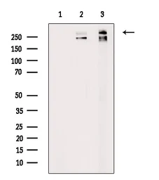 Anti-Fibronectin antibody used in Western Blot (WB). GTX04498