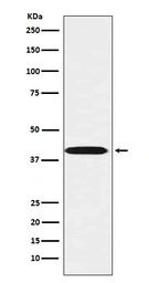 Anti-LHX3 antibody [24L36] used in Western Blot (WB). GTX04502