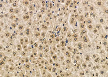 Anti-NUR77 antibody used in IHC (Paraffin sections) (IHC-P). GTX04510