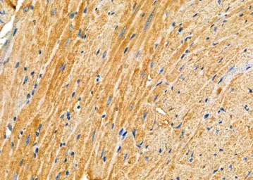 Anti-NUR77 antibody used in IHC (Paraffin sections) (IHC-P). GTX04510